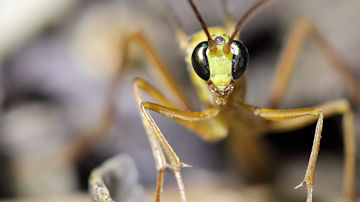 Wallpaper thumb: Ichneumon Wasp (Netelia sp)